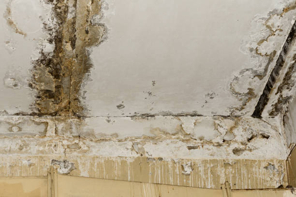 Professional Mold Removal in Henry, IL